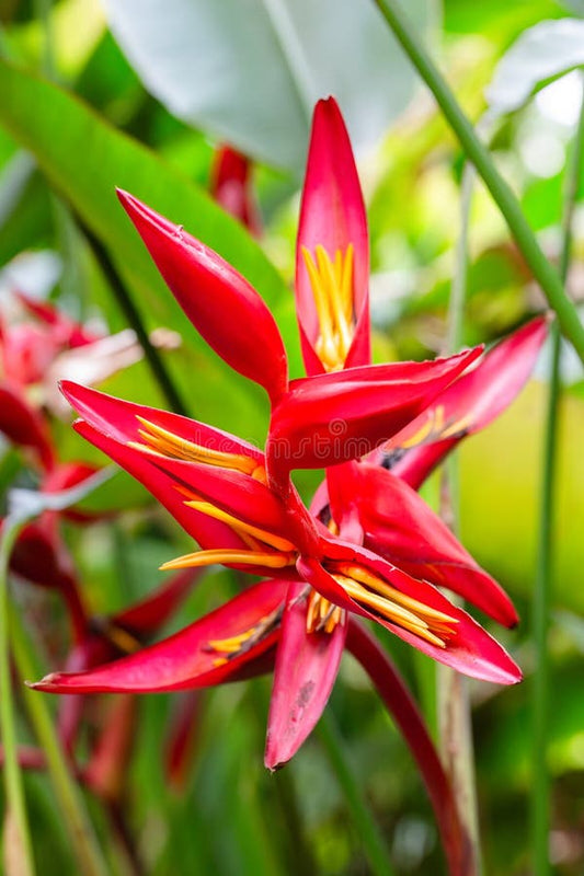 Heliconia Red Christmas