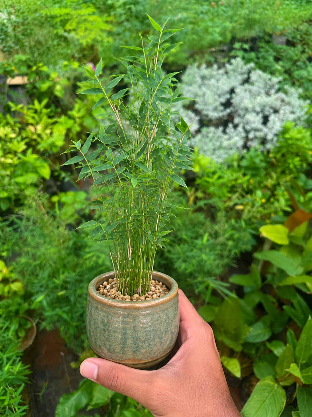 Miniature Bamboo