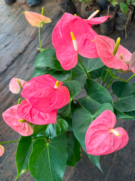 Anthurium Pink (Single Shoot)