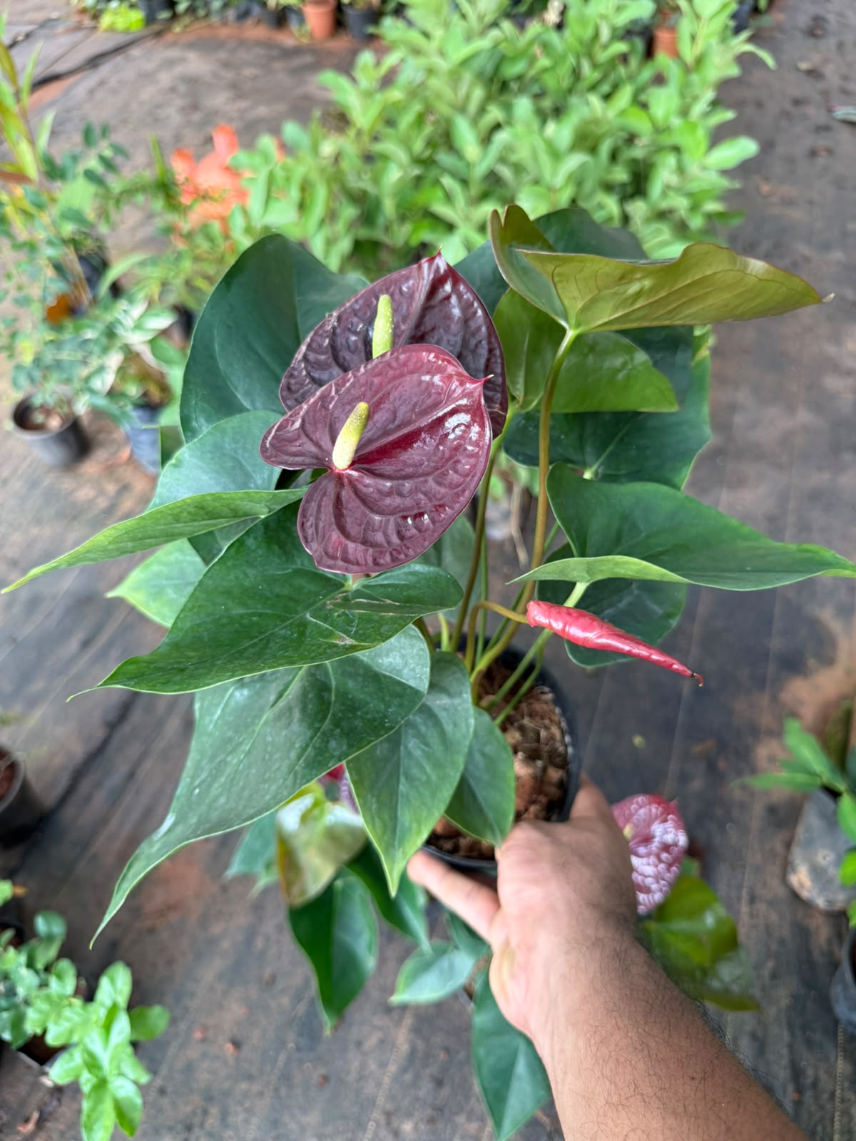 Anthurium Liver Red (Double Shoot)