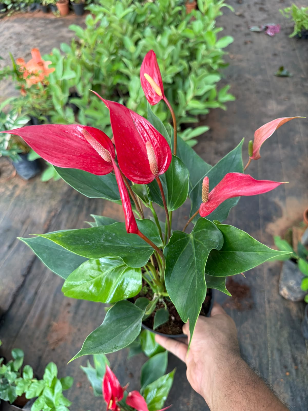 Anthurium Red Narrow(Double Shoot)