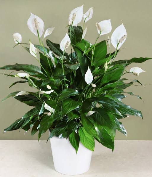 Peace Lilly(Spathiphyllum)