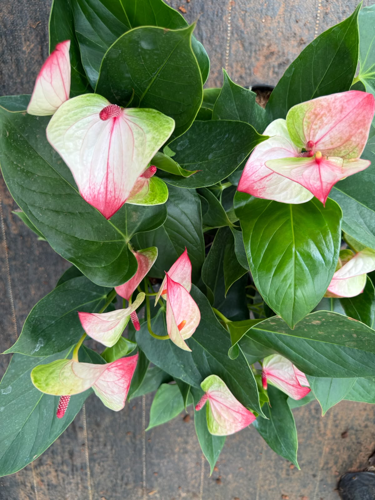 Anthurium Double colour (Single Shoot)