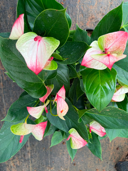 Anthurium Double colour (Double Shoot)