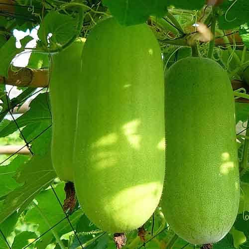 Ash gourd(കുമ്പളങ്ങ)seed