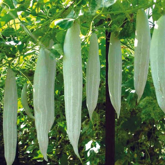 Snake gourd seed(പടവലം)