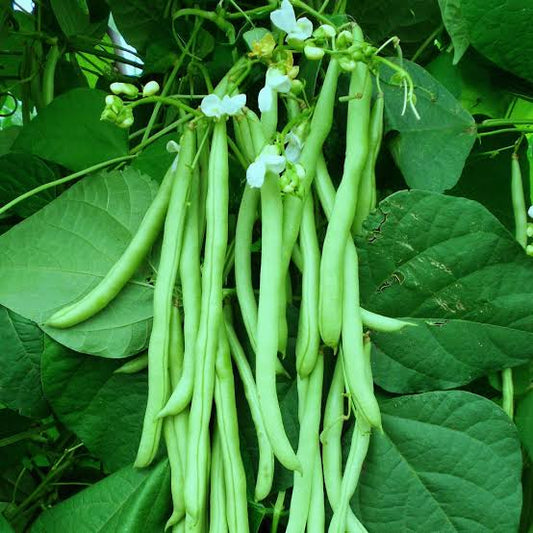 Beans Seed