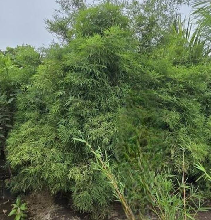 Painting Bamboo