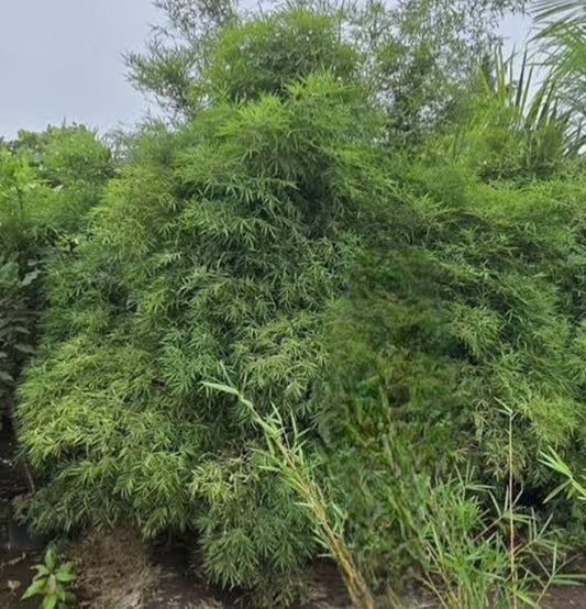 Painting Bamboo