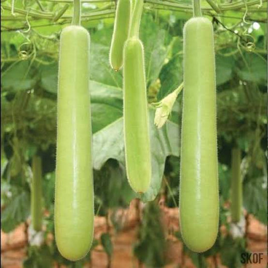 Bottle gourd long seed(ചുരങ്ങ)