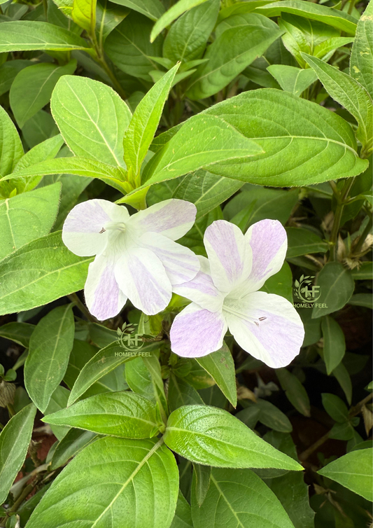 Barleria Cristata Double Colour