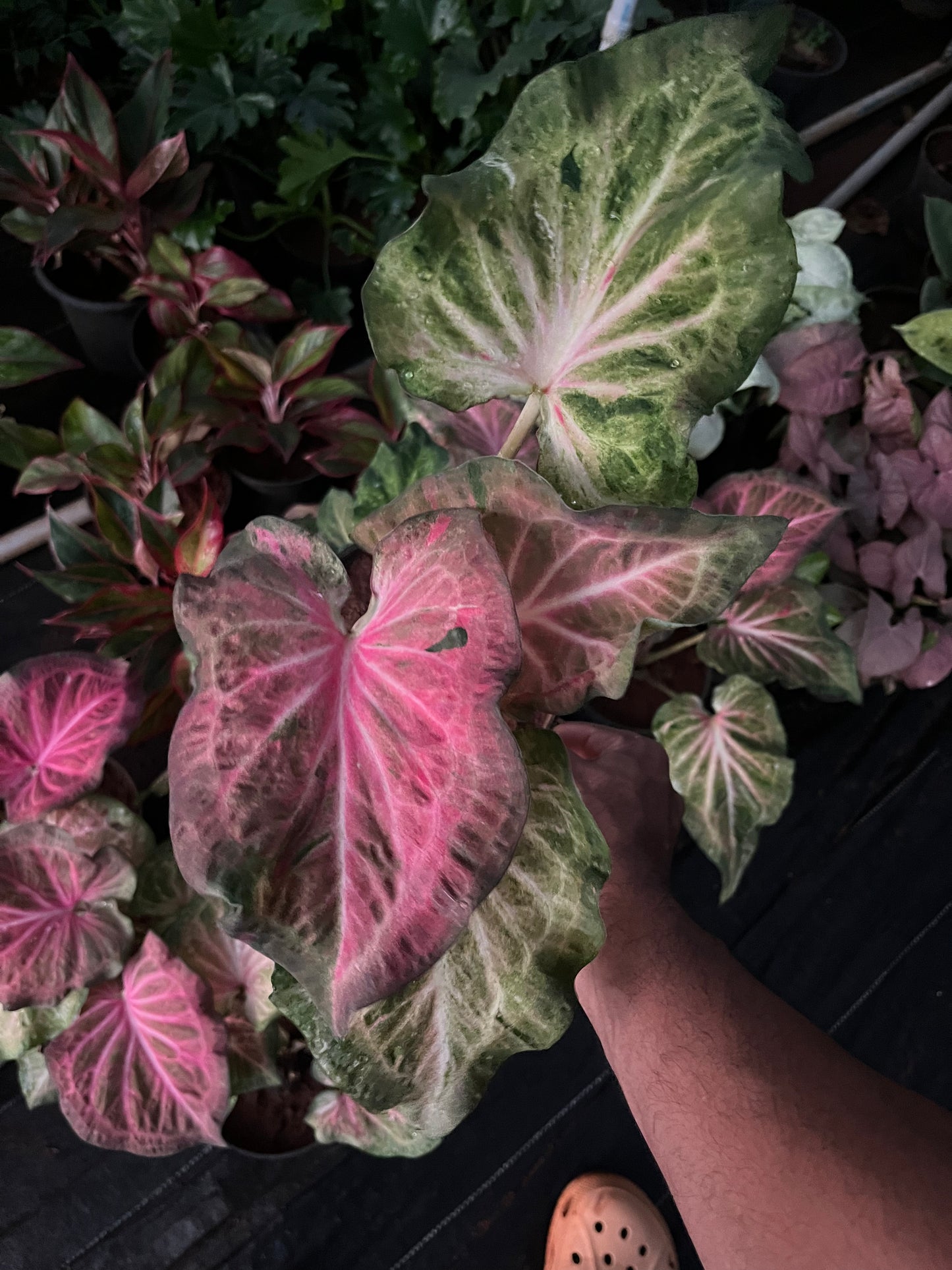 Caladium C09