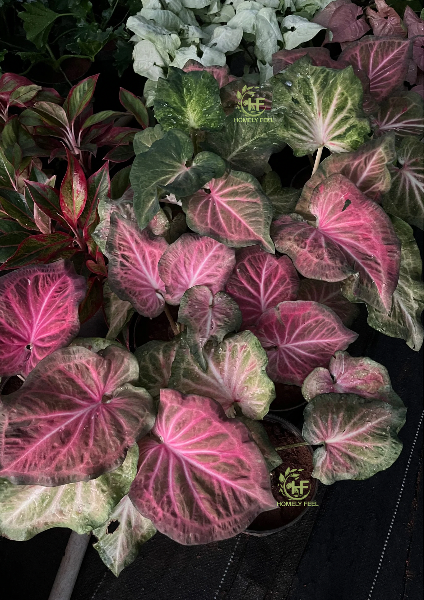 Caladium C09