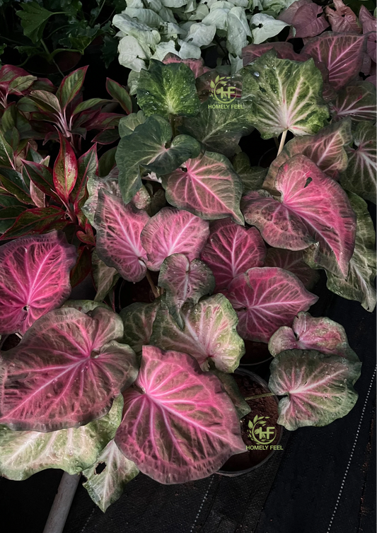 Caladium C09