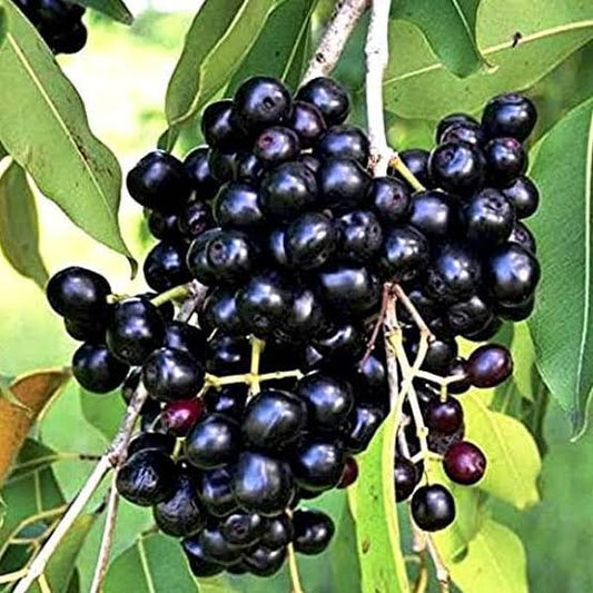 Black Jamun/Njaval