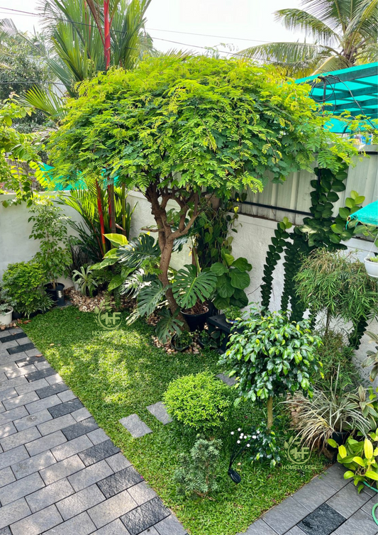 Divi Divi Tree