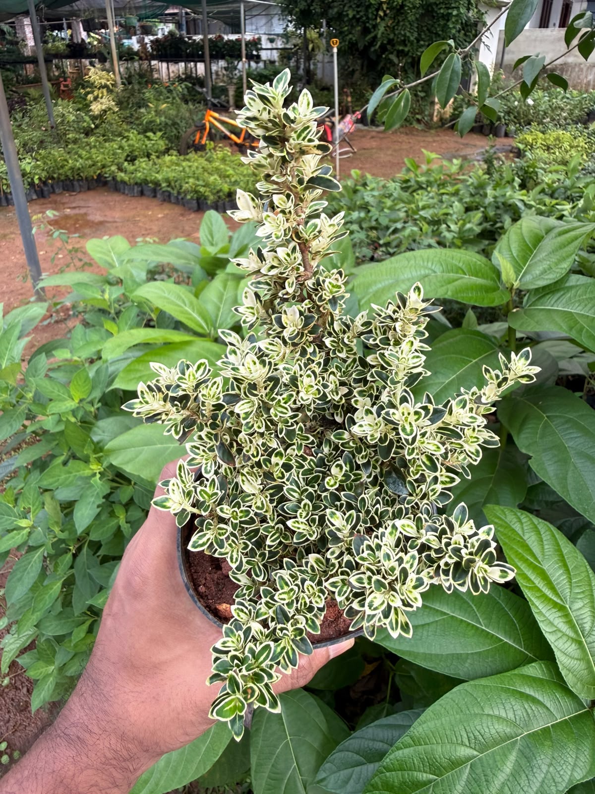 Snow Rose Variegated(New Variety)