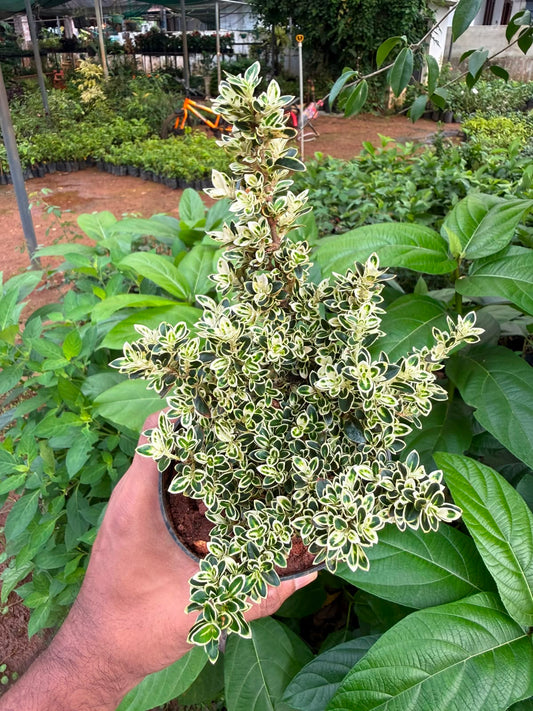 Snow Rose Variegated(New Variety)