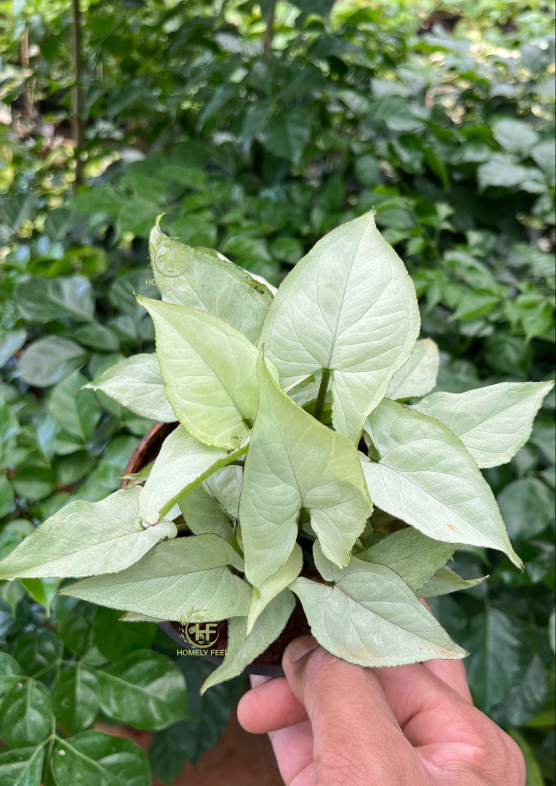 Syngonium Silver Pearl