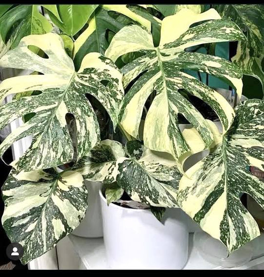 Monstera Thai Constellation(Small Size)