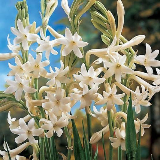 Rajanigandha/Tuberose