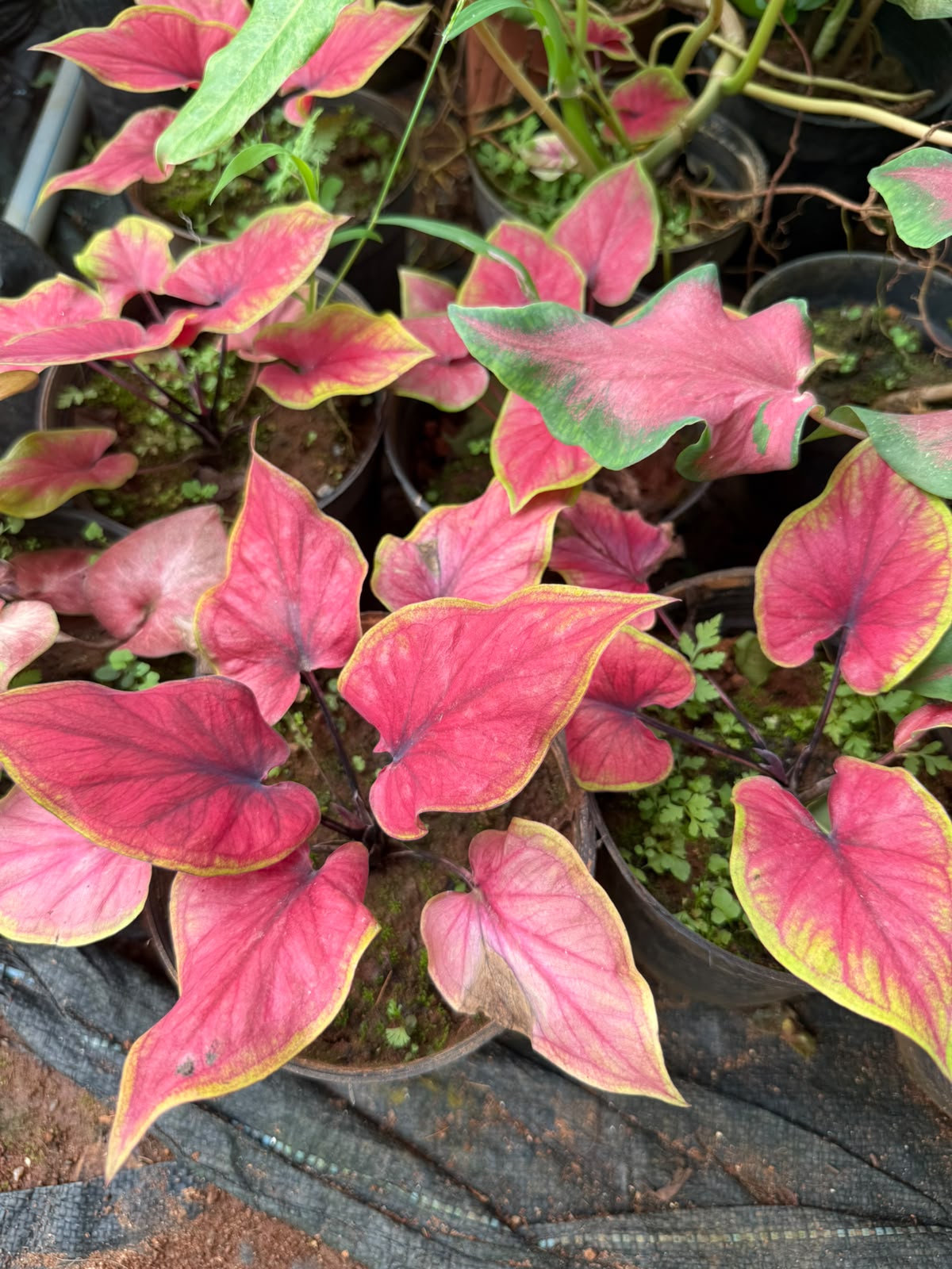 Caladium C12