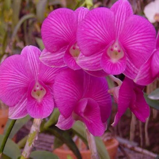 Dendrobium Orchid(Thanida Pink Stripe x Hawaii Stripe) Mature Plant.
