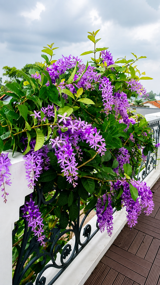 Petrea Violet
