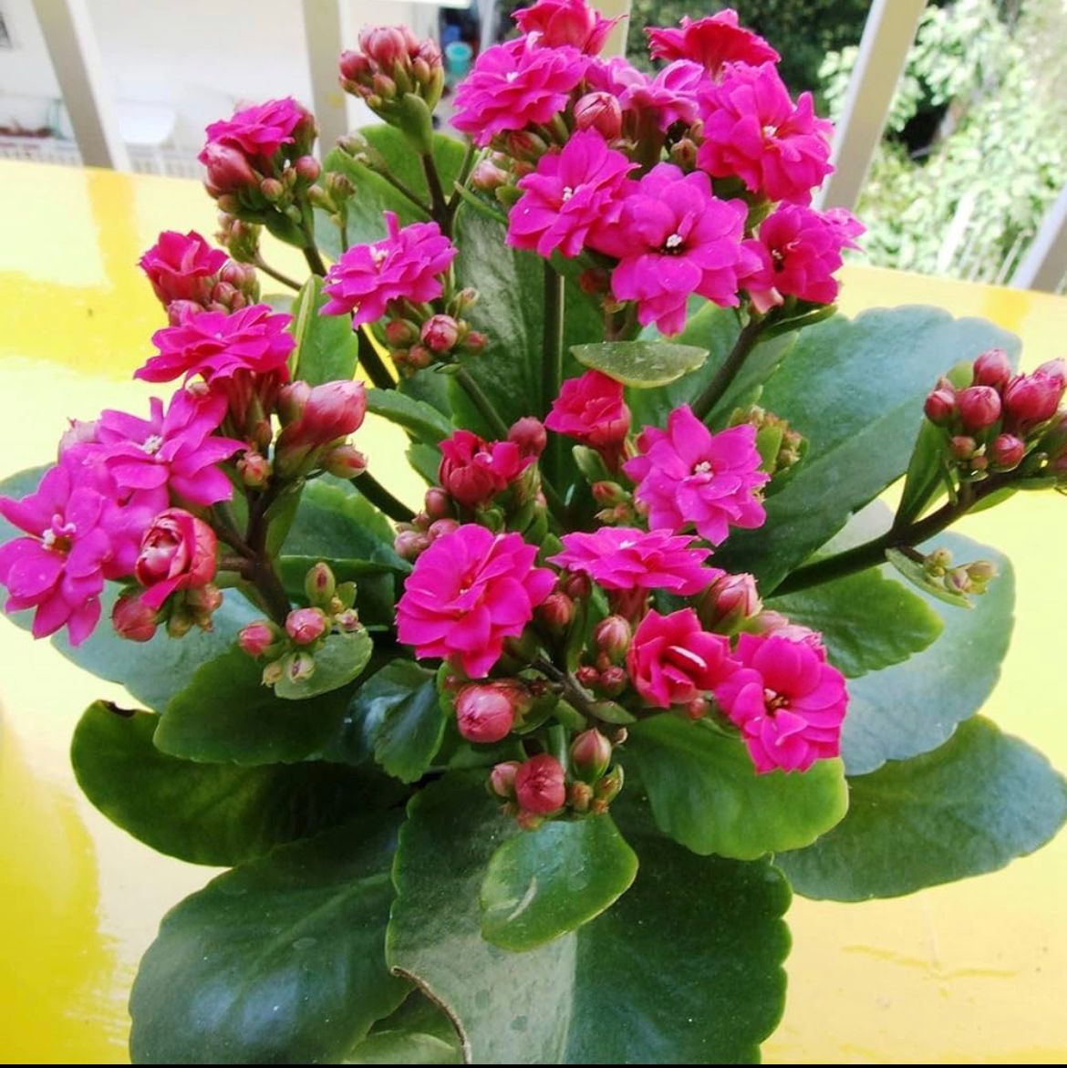 Kalanchoe magenta