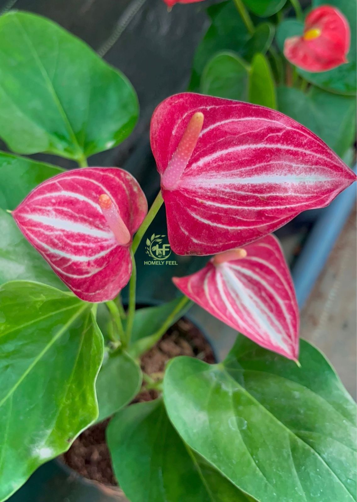 Anthurium Pink-White Stripe