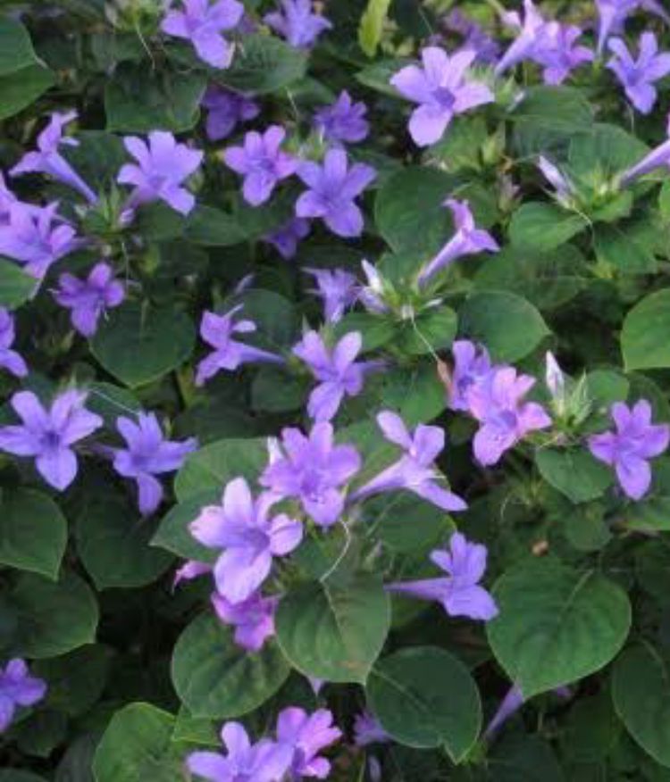 Barleria Cristata Blue