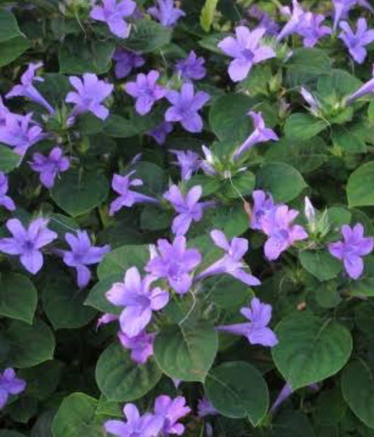 Barleria Cristata Blue