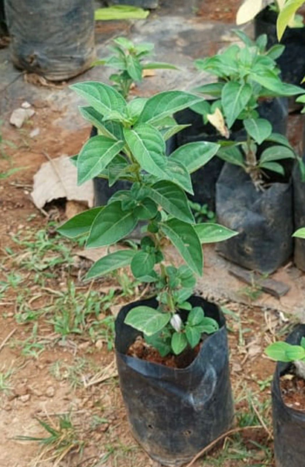 Barleria Cristata Blue