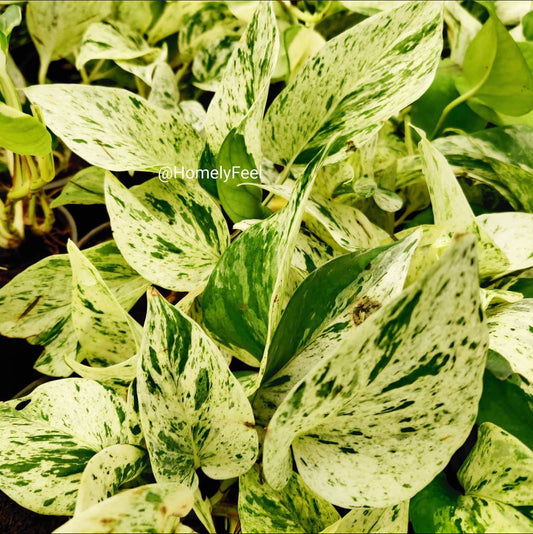 Marble Pothos.