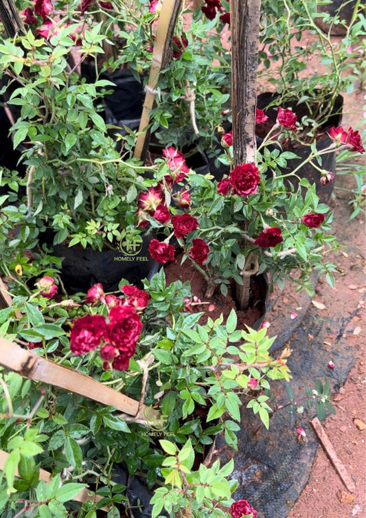 Climbing Rose Red(Own Rooted)