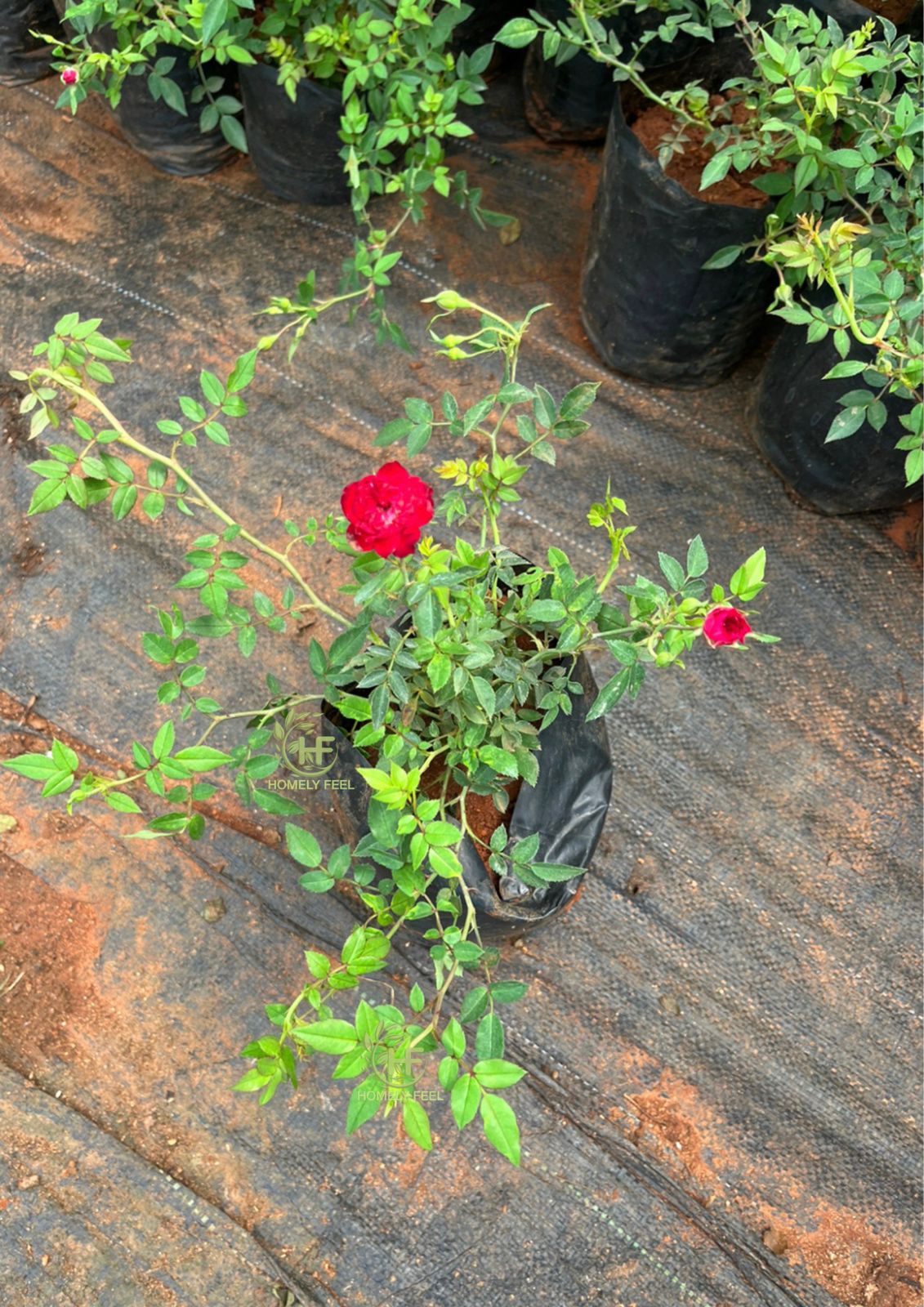 Climbing Rose Red(Own Rooted)