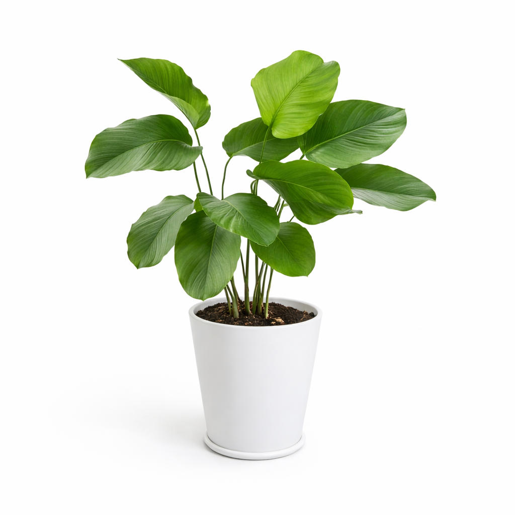 Thaumatococcus(Indoor Calathea)