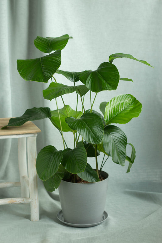 Thaumatococcus(Indoor Calathea)