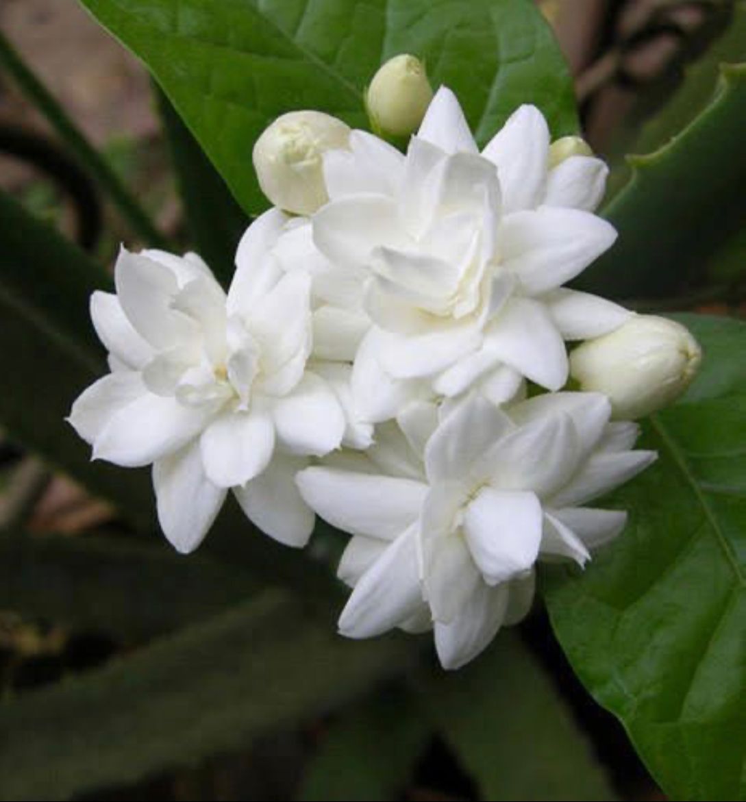 Double Layer Jasmine