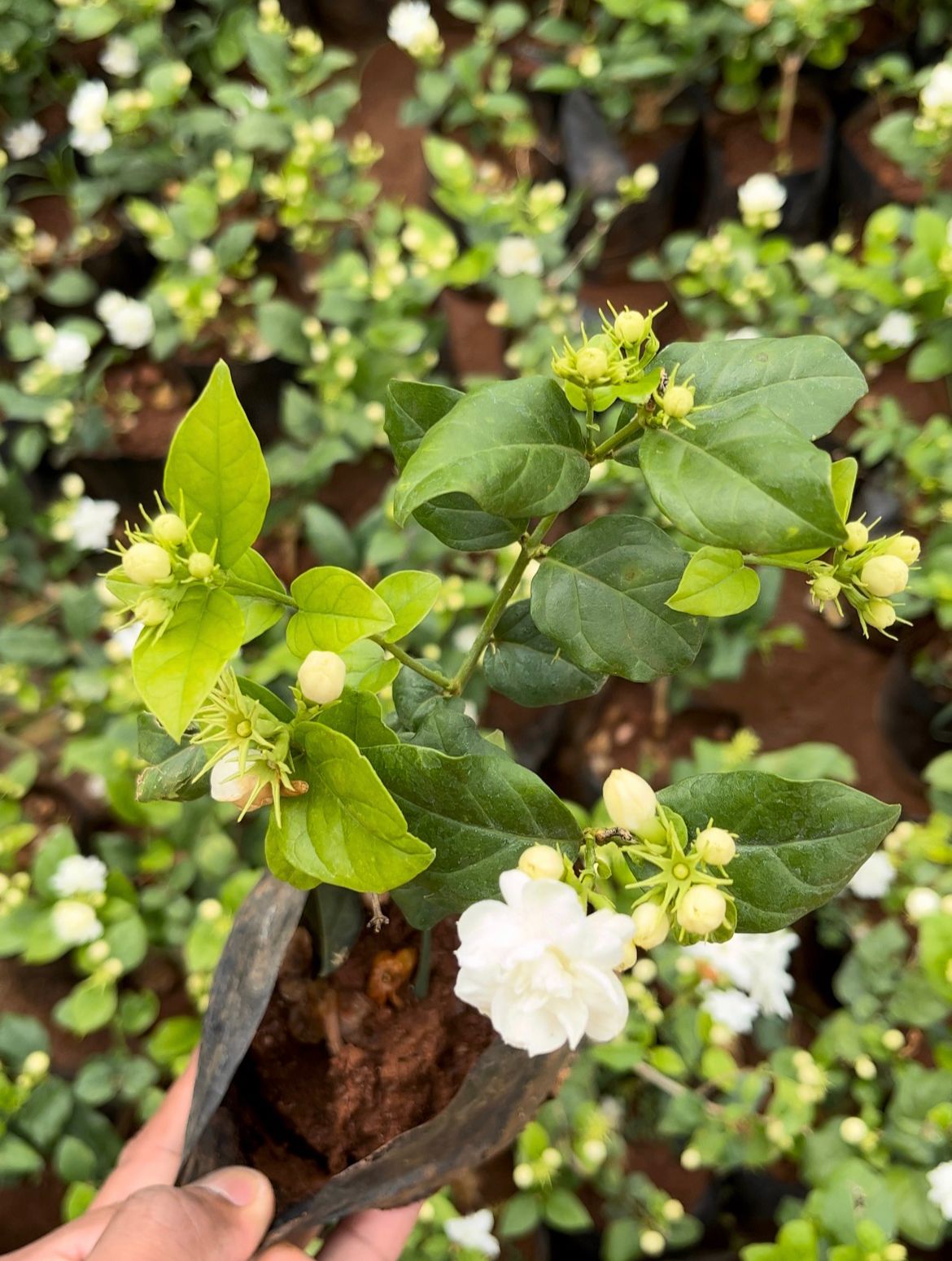 Double Layer Jasmine