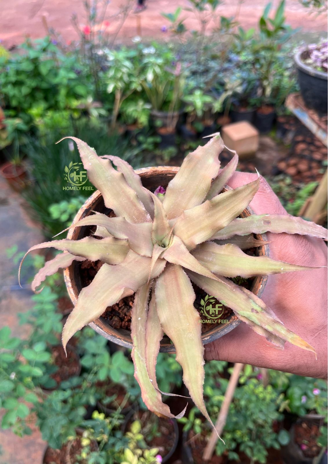 Cryptanthus