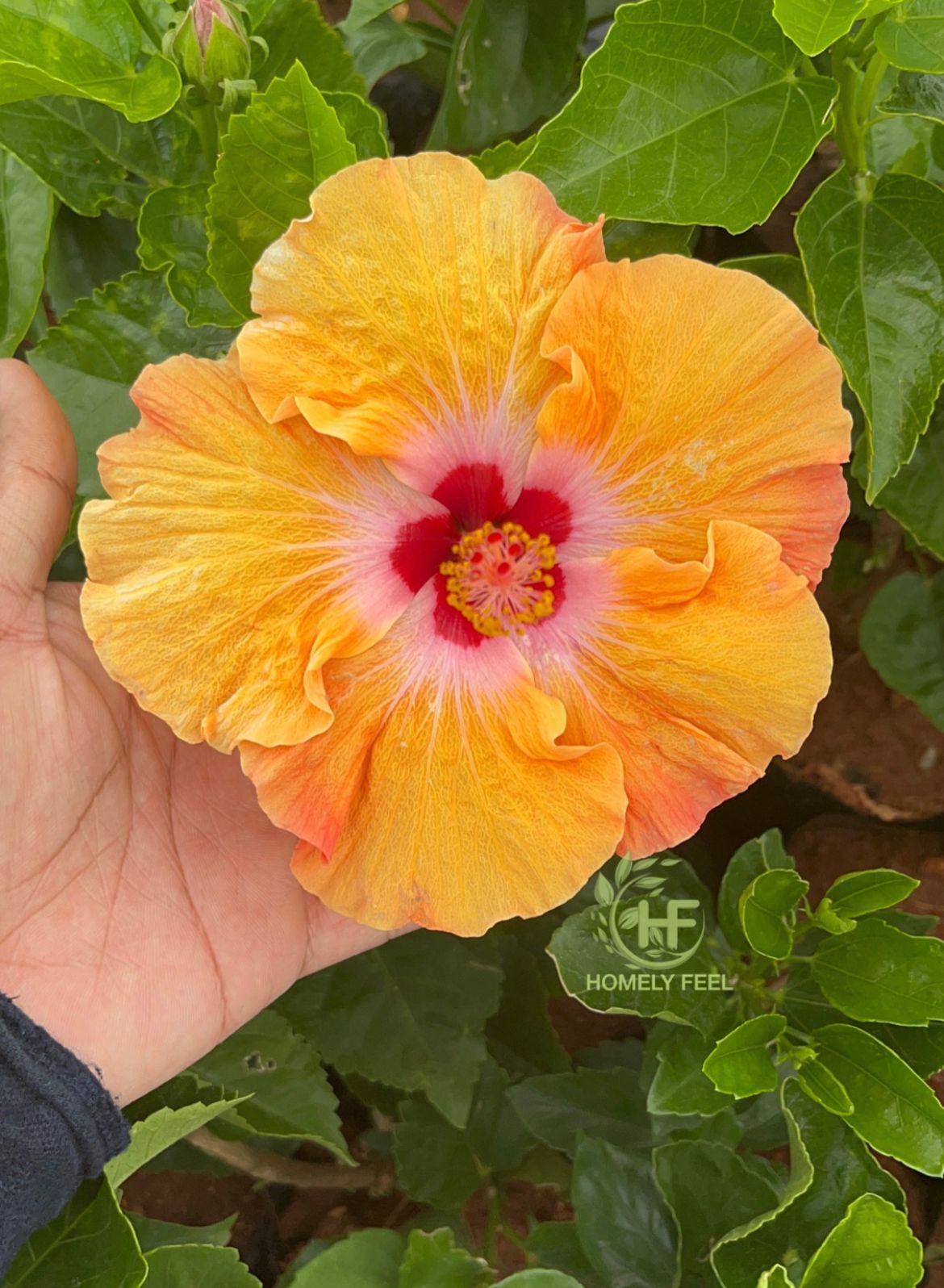 Hibiscus Mandarin Wind