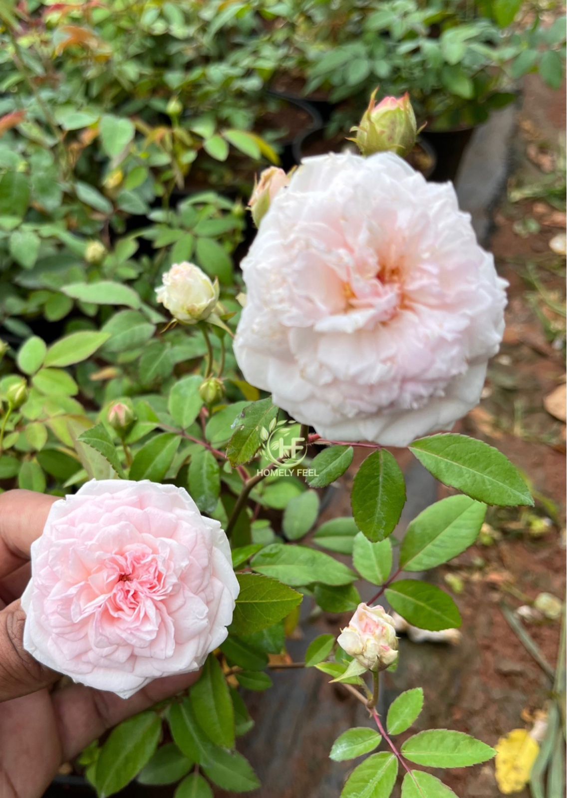 Roses(Own Rooted) – HomelyFeelGardens