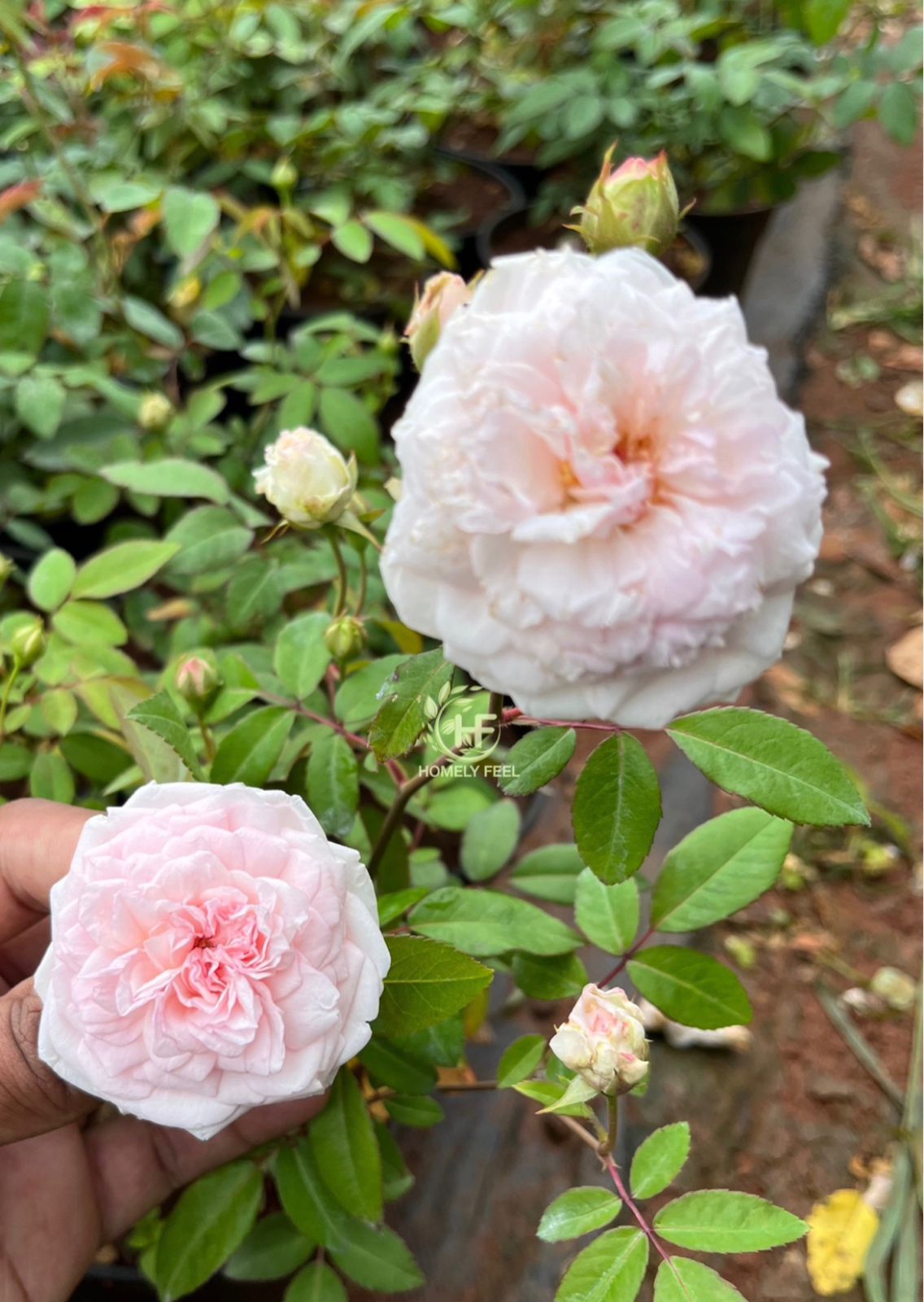 Brittish Queen Rose(Own Rooted, Scented)