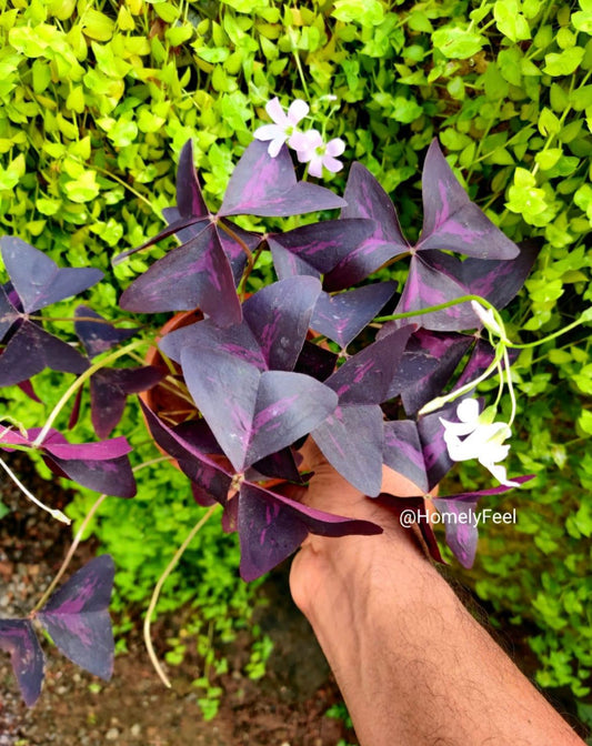 Butterfly Plant (Oxalis Triangularis)