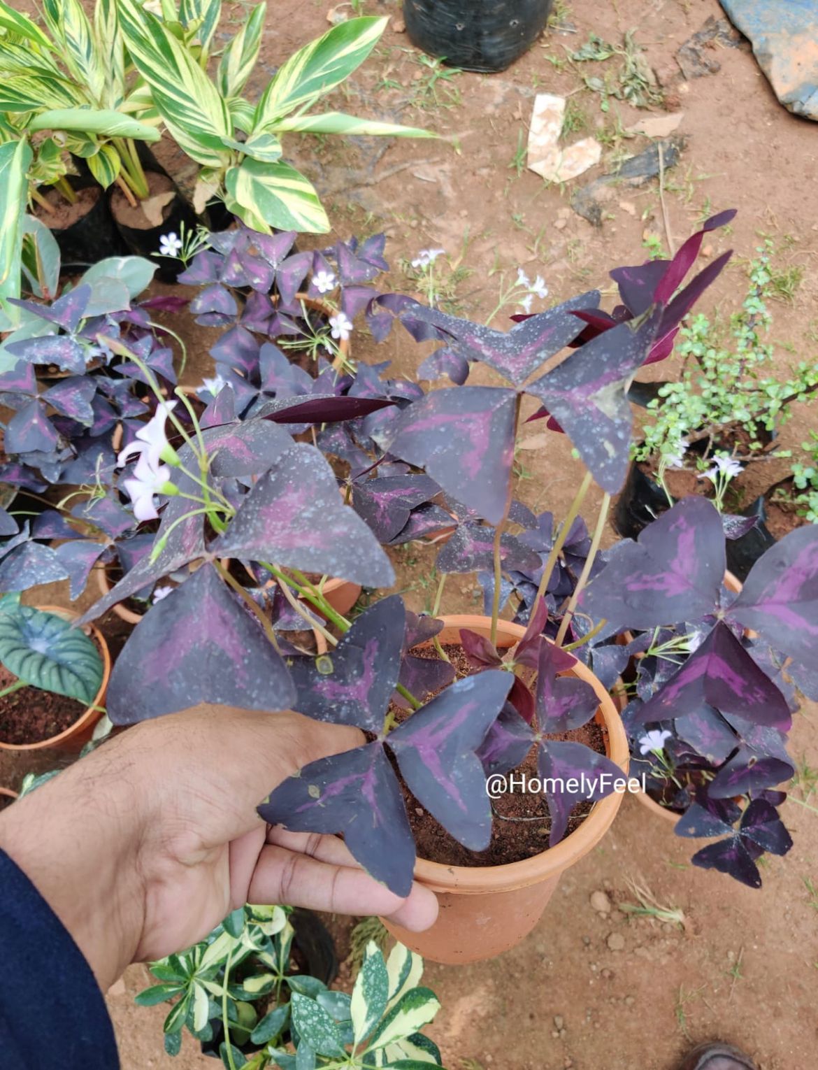 Butterfly Plant (Oxalis Triangularis)