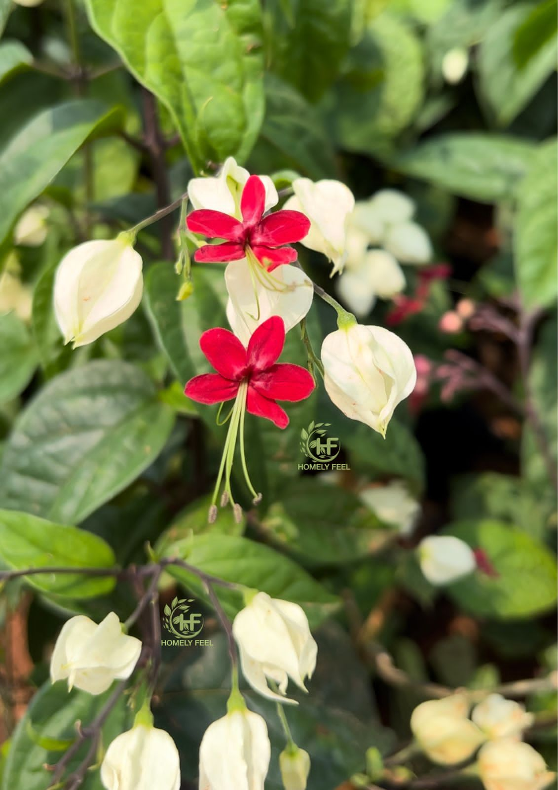 Bleeding Heart(White+Red)