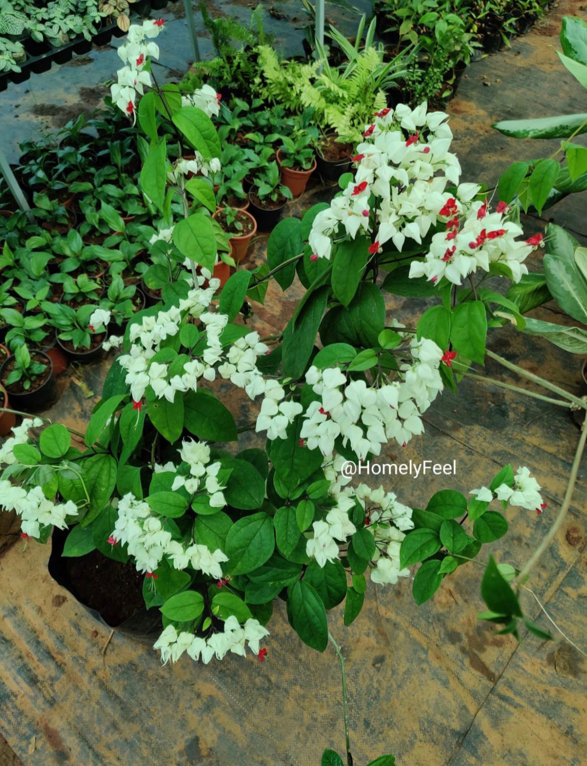 Bleeding Heart(White+Red)