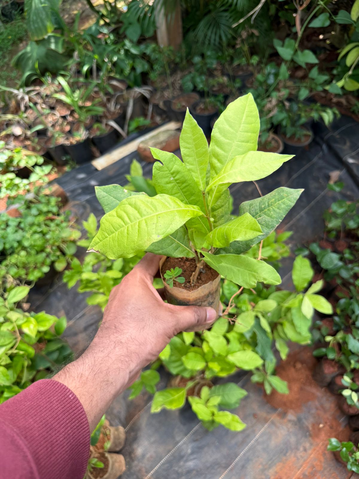 Petrea Violet(Sandpaper Vine)