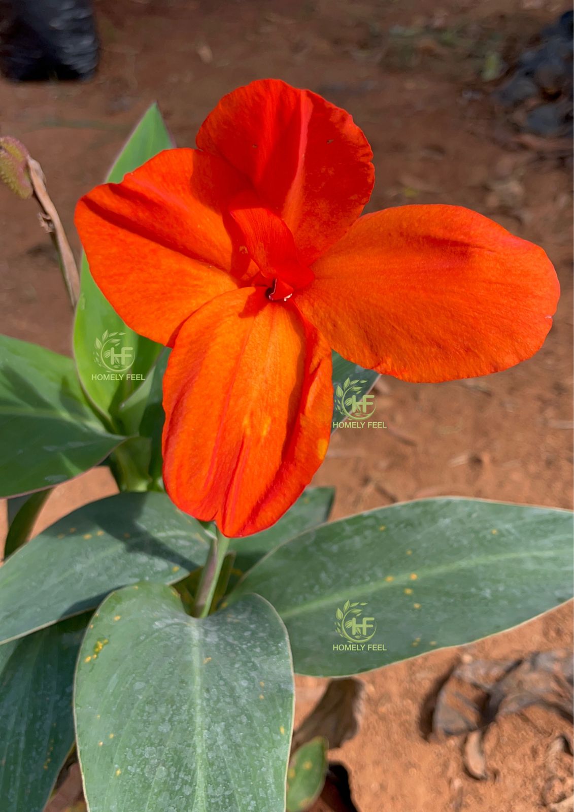 Canna Lilly Dark Orange Hybrid